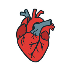Flat Vector Illustration of a Human Anatomical Heart