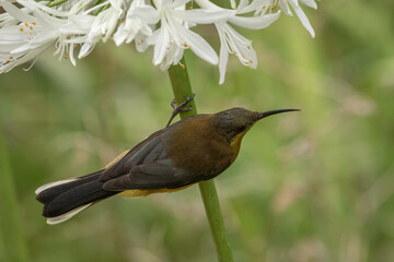Eastern Spinebill (Acanthorhynchus tenuirostris), Narooma, NSW, December 2024