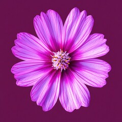 Close-up of a vibrant light purple flower with delicate petals and a detailed yellow and white center on a dark purple background