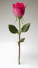Single Pink Rose Stem Flower Studio Shot