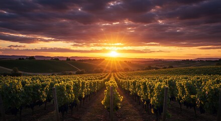 Fototapeta premium Vineyard Sunset View
