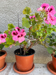 Flower Pot with Pink Pelargonium on Old Garden Bench in Soft Shadow
