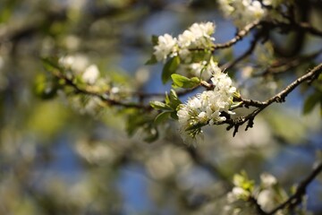 Beautiful blossoming plum tree with white flowers outdoors, closeup. Space for text