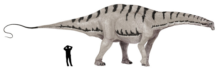 アパトサウルス。中生代ジュラ紀後期の大型の竜脚類。長くブロントサウルスという異名で親しまれていた。頭部は長くて平たく、口先には鉛筆型の細かい歯列があり、体形は重厚だが、特に首部の骨は空洞化されており、軽量化されており、　首から背中にかけて盛り上がった背骨の突起が二股に分かれていた。  © Mineo