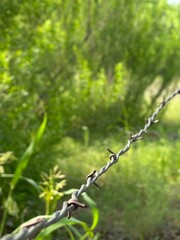 diagonal line of barbed wire barricade in front of lush green plant growth