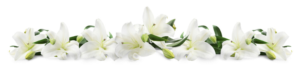 Obraz premium Beautiful fresh lily flowers on white background