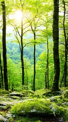 Obraz premium Lush forest scene with sunlight