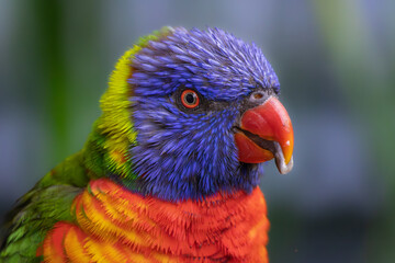 Portrait of a Rainbow Lorikeet with tongue sticking out