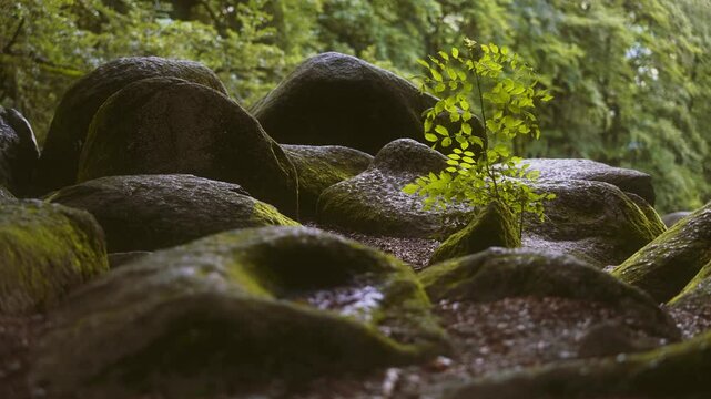 Junger Baum w&auml;chst zwischen moosbewachsenen Felsen im Wald