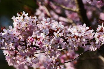 満開のエゾヤマザクラ