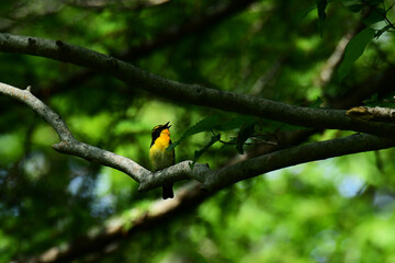 太い枝に止まってさえずるオスのキビタキ