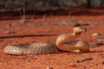 Australian Strap-snouted Brown Snake photographed in far western New South Wales Australia