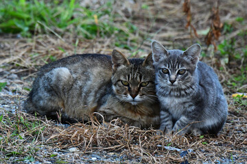 こちらを見る野良猫の親子