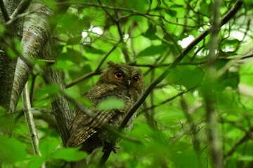 夏の森のオオコノハズクの幼鳥