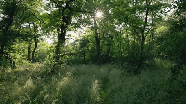 Sonnenstrahlen brechen durch ein dichter Bl&auml;tterdach im Auenwald