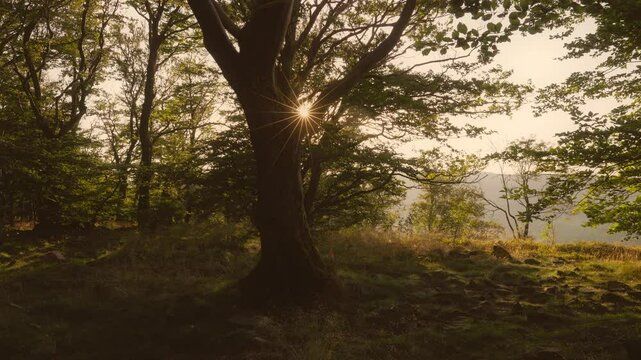 Sonnenstrahlen brechen durch einen alten Baum in einem stillen Wald