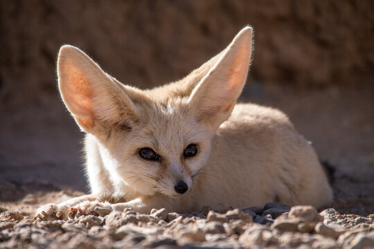 Close-up of a fennec fox lying on rocky desert ground, with large ears and alert expression.