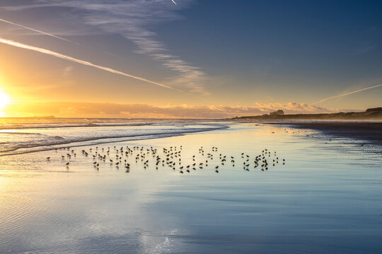 Sanderling (Calidris alba) Group on Shore at Sunset copy space