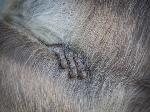 Detailed close-up of a monkey's hand gently gripping its own fur, showing texture and natural behavior