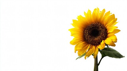 Majestic Sunflower Greeting the Clear White Sky