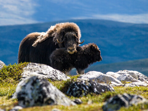 Majestic Musk Ox (Ovibos moschatus) with a young calf in the rocky tundra of Dovrefjell-Sunndalsfjella National Park, Norway