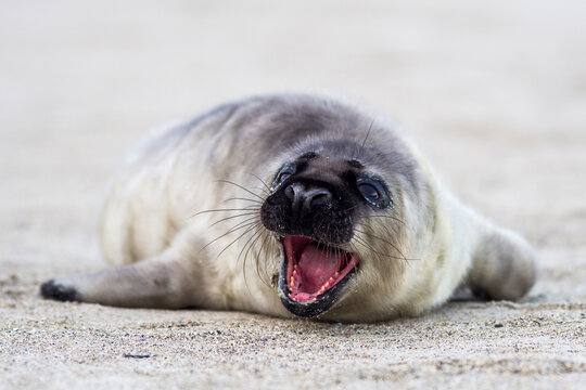 Cute seal pup on sandy beach with mouth open, appearing to yawn or call out, close-up wildlife shot