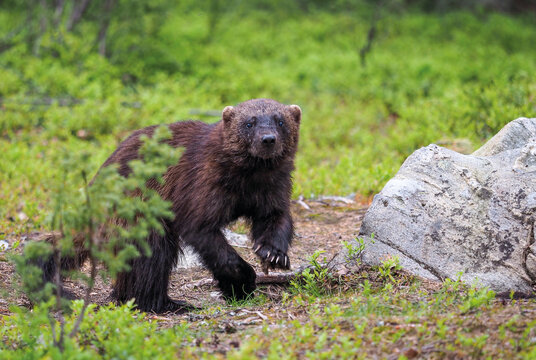 Wolverine (Gulo gulo) in finnish tajga. Border between Finland and Russia Karelia