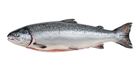 Naklejka premium Freshly caught raw salmon fish isolated on white background, ready to cook