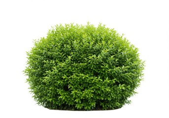 A vibrant green bush with tiny leaves against a plain and bright backdrop