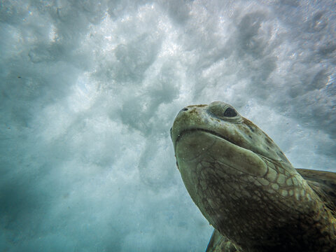 Close-up of green turtle ( chelonia mydas) sea turtle underwater with foamy ocean surface above, captured in natural marine habitat.