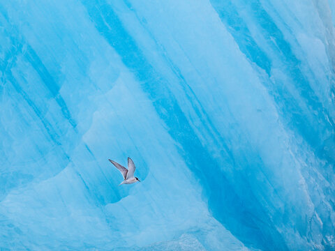 Arctic tern (Sterna paradisaea) flying in front of Icelandic glacier. Jokulsarlon - glacier lagoon
