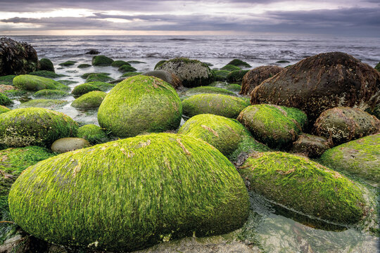 Green algae-covered stones on coastal shore during low tide with ocean and cloudy sky in background
