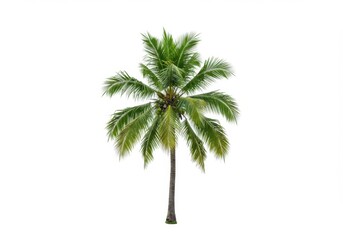 Isolated view of a vibrant palm tree with fronds against a plain backdrop