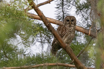 Barred owl perched