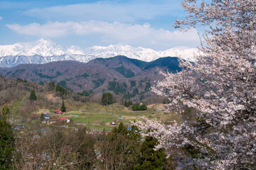 Fototapeta premium 桜と鹿島槍ヶ岳