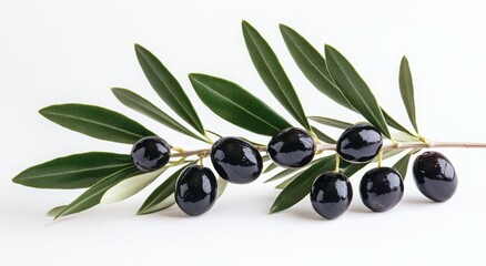 A branch of Kalamata olives, glistening under the light.