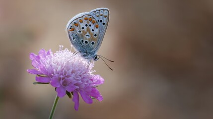 Delicate common blue butterfly perched on a vibrant pink flower in soft focus