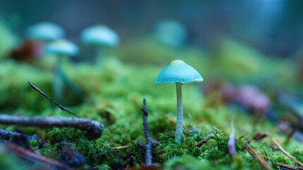 Enchanting close up of teal mushrooms growing in a forest moss covered environment