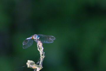 Dragonfly perched