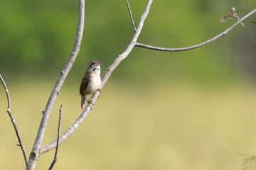 Obraz premium Singing Carolina Wren