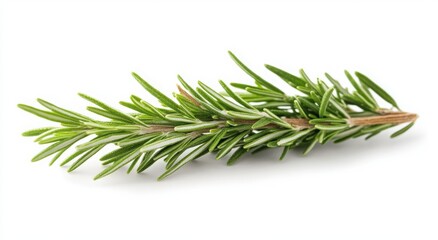 Fototapeta premium Fresh sprig of rosemary, vibrant green, isolated on white.