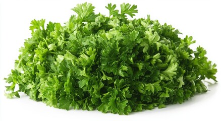 Fresh bunch of vibrant green parsley.  Healthy and flavorful.