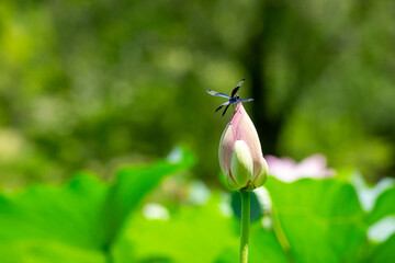 夏の蓮のつぼみに舞い降りたチョウトンボ – 儚くも美しい自然のワンシーン
A Butterfly-Winged Dragonfly Alighting on a Summer Lotus Bud – A Fleeting Yet Beautiful Scene of Nature
