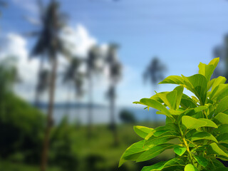 close up fresh leaves. avocado tree branch in the forest with coconut tree background and blurry view

