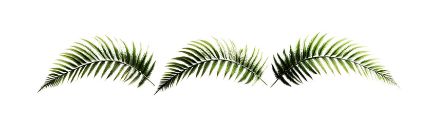 Naklejka premium Long leafy palm fronds with detailed green foliage arranged in a straight line against a plain white background perfect for nature and tropical design themes