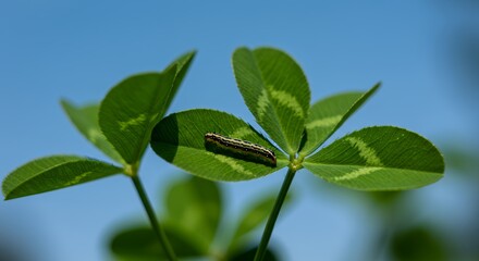 Obraz premium Caterpillar on Clover Leaves Under Blue Sky