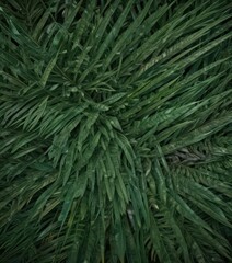 Deep emerald palm leaf surface, fine details visible  ,  pattern,  flora,  plant