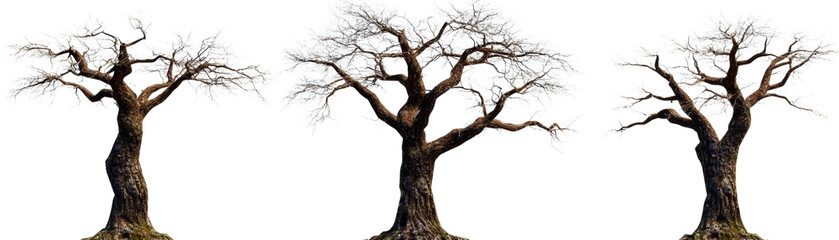 Three leafless ancient trees with twisted branches standing in a barren landscape du daytime illuminated by natural sunlight
