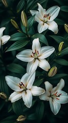 Obraz premium Elegant white lily flowers are nestled among lush green leaves creating a stunning floral scene