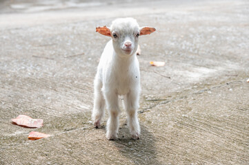 A cute baby goat. Goat is related to the sheep, the goat is lighter of build, has horns that arch backward, a short tail, and straighter hair.